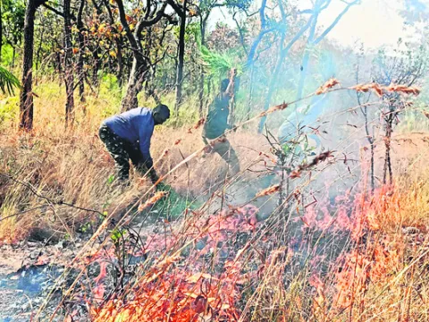 అడవికి నిప్పు పెట్టిన ఆకతాయిలు