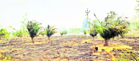 ఆయిల్‌పామ్‌ తోట అగ్నికి ఆహుతి