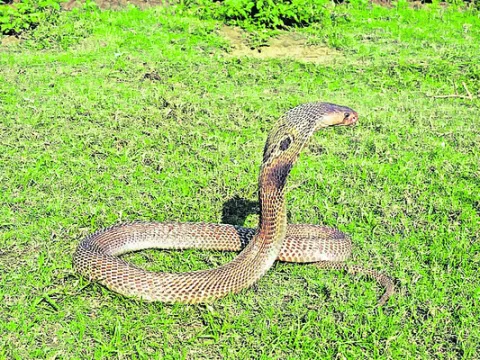 పెరుగుతున్న పాముకాటు బాధితులు