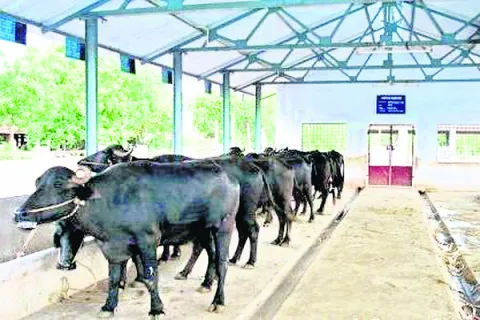 ‘ఏకలవ