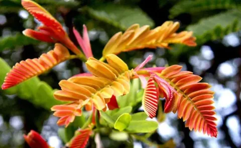 Amazing Health Benefits of Chinta Chiguru Tamarind Leaves
