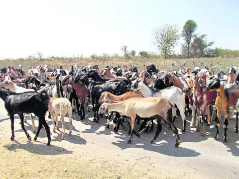 వేసవి