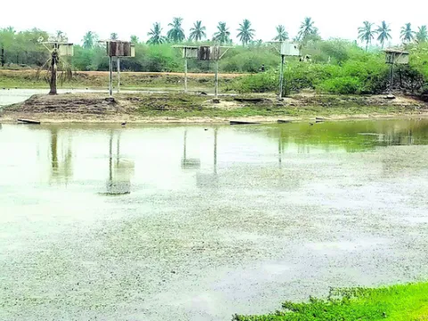 కొల్ల