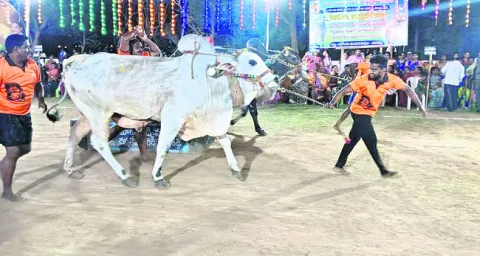 మఠంపల్లిలో పందెం గిత్తల జోరు
