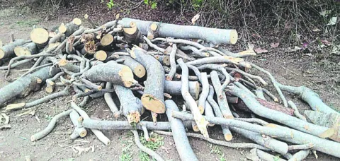 జోరుగా అక్రమ కలప వ్యాపారం
