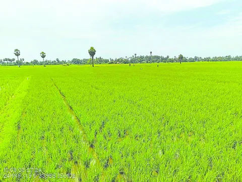 కొమరగ