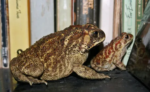 abandoned Frogs and its journey Janaki Lenin interesting story