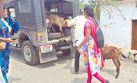 Bank officials Sheep confiscated bank loan