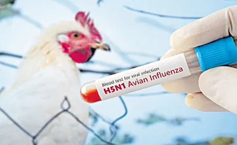 Chandrababu Naidu govt negligence on Bird flu