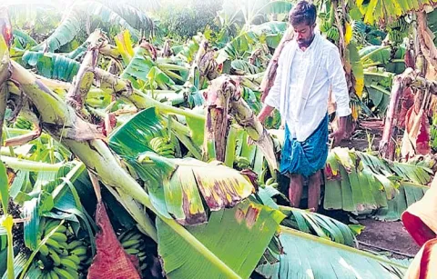 Farmers cultivating growth engine crops face huge losses this year