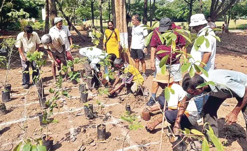 Miyawaki technique  2000 plants planted in mumbai