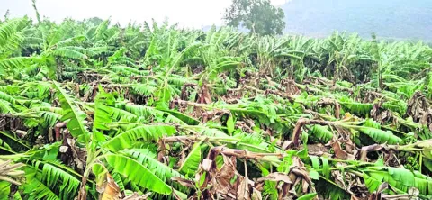 అరటి రైతులకు అపారనష్టం 
