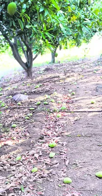 వడగళ్ల వానలు.. రాలిన పంటలు 