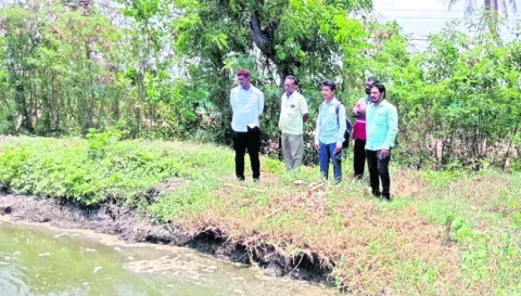 కోళ్ల