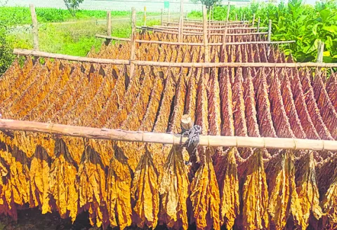 గణనీయంగా పెరిగిన సాగు