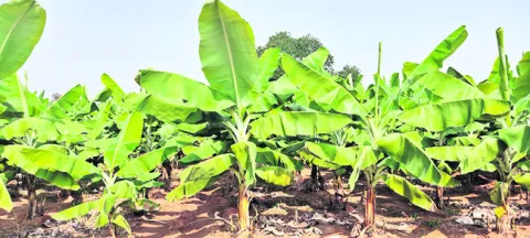 గంధకం