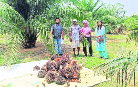 ఆయిల్‌పాం కష్టాలు తీరేనా?