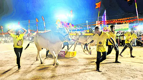 రసవత్తరంగా ఎడ్ల బలప్రదర్శన పోటీలు 