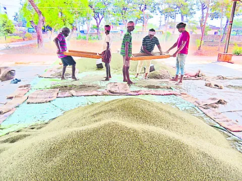పెసలు