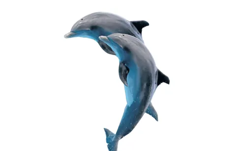 6327 dolphins identified in the countrys rivers