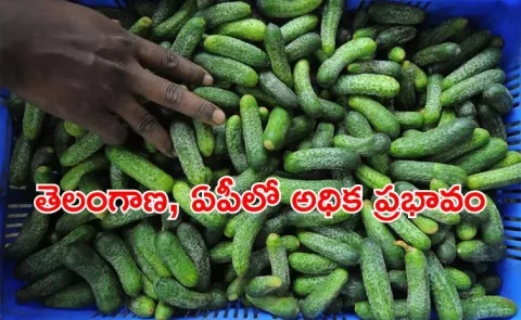 US Indian gherkin exports leave bitter aftertaste farmers