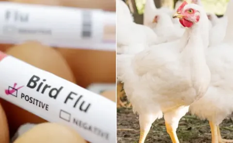 Central Team to Visit Narasaraopet Over Study on Birdflu