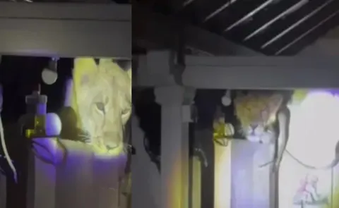 Lion Enters House Through Roof in gujarat Kovaya Village