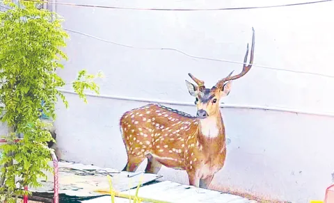 Deer Run n roads near HCU