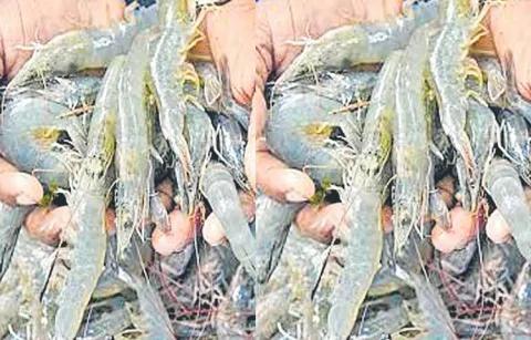 Aqua purchasing companies are reducing rates  