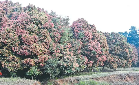 Uppa Trees Near Paderu Manyam Alluri Sitarama Raju District