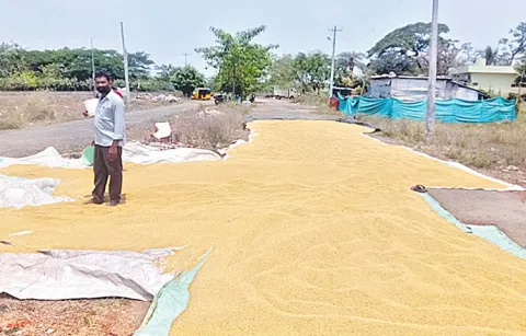 Farmers hopeful of higher Yasangi yield