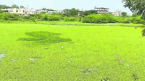 చెరువ