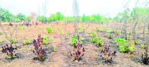 పల్లె వనం.. కళావిహీనం 