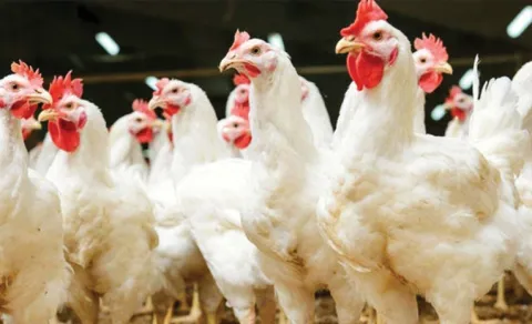 Chicken Prices Increased in telangana