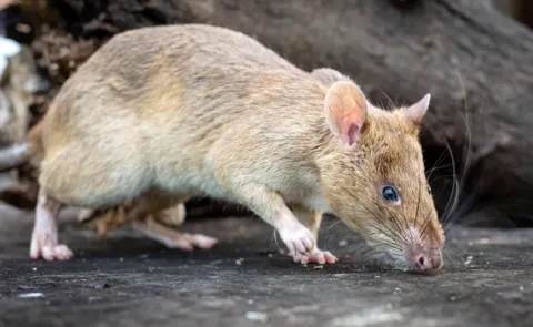 Rat named Ronin breaks world record
