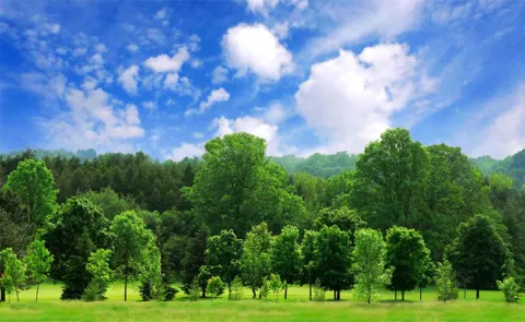 Sakshi Editorial On Trees and Nature