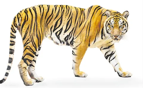 Frontline staff vacancy in Tiger Reserves is 41. 62 percent