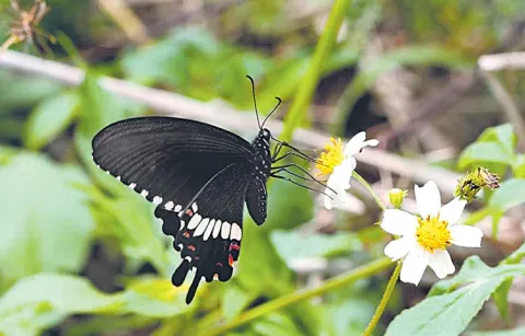 Threat to butterfly survival revels in survey 
