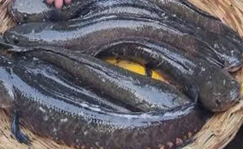 special drive for korameenu fish production in karimnagar