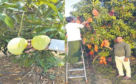 New Trend In Mango Farming These Fruit Covers Help Grow More Mangoes