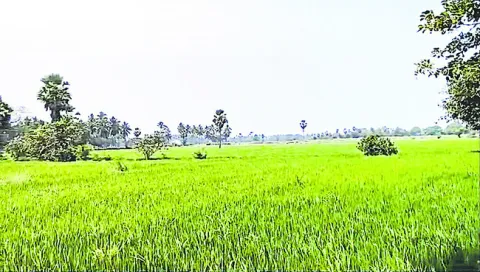 రాముల