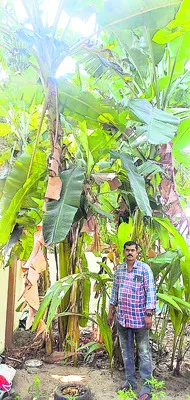 ●  రెండు డజన్ల అడుగుల ఎత్తు.. ఈ అరటి చెట్టు 