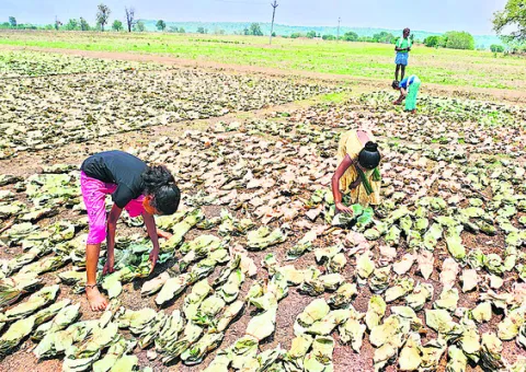చిన్నారులతో మండుటెండల్లో పనులు