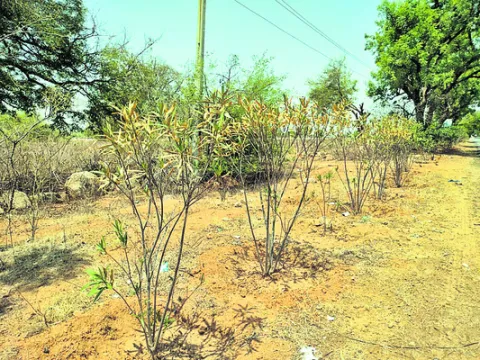  ఎండుతున్న మొక్కలు
