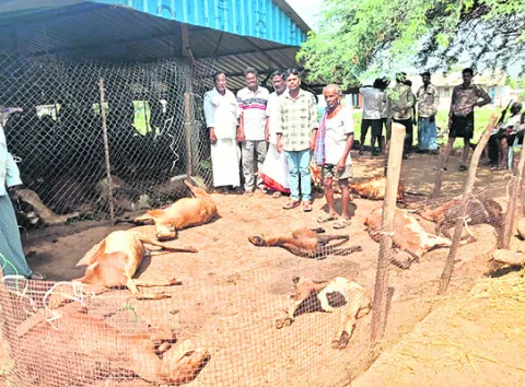 విద్యుత్‌ షాక్‌తో 23 గొర్రెలు మృతి 