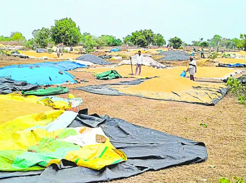 24 రోజులైనా గింజ కొనలే