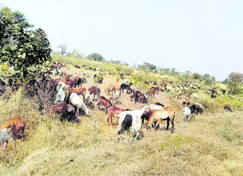 బహుదూ