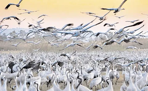 There are three super flyways for migratory birds around world