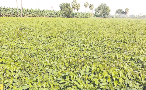 There is good demand in the market for the Pendalam tubers grown in Pallantla and Kurukuru