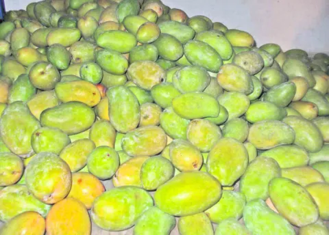 మామిడ